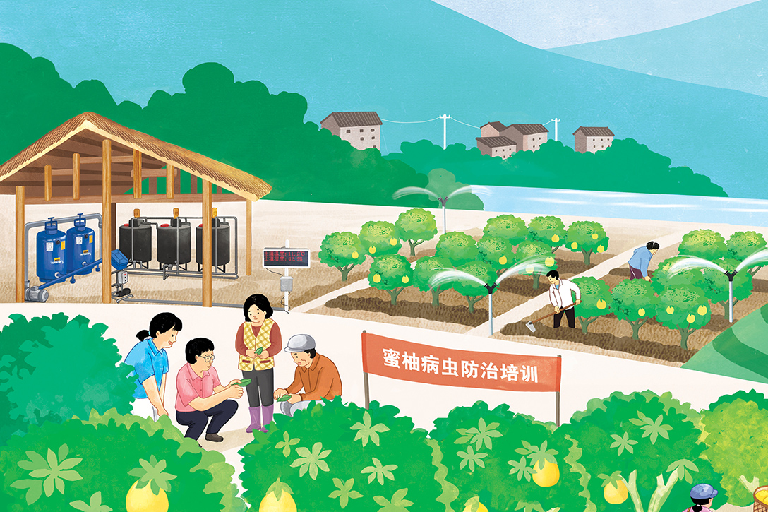 (本插画作品版权归重庆市美亨柚子种植股份合作社所有,请勿擅自使用)