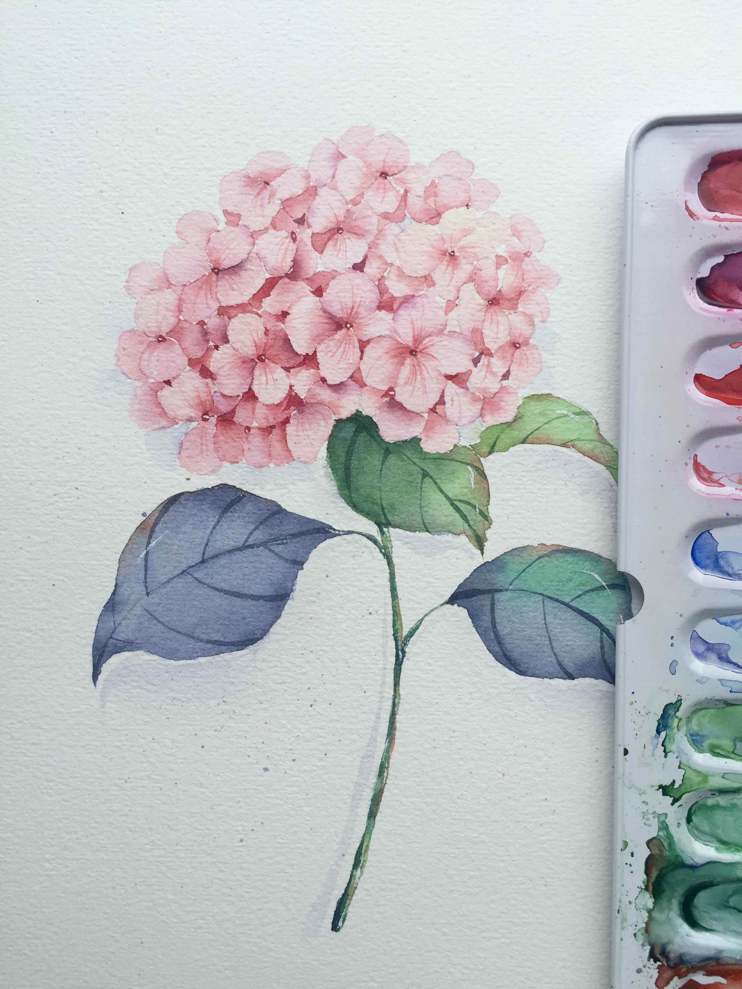 水彩花卉之绣球花