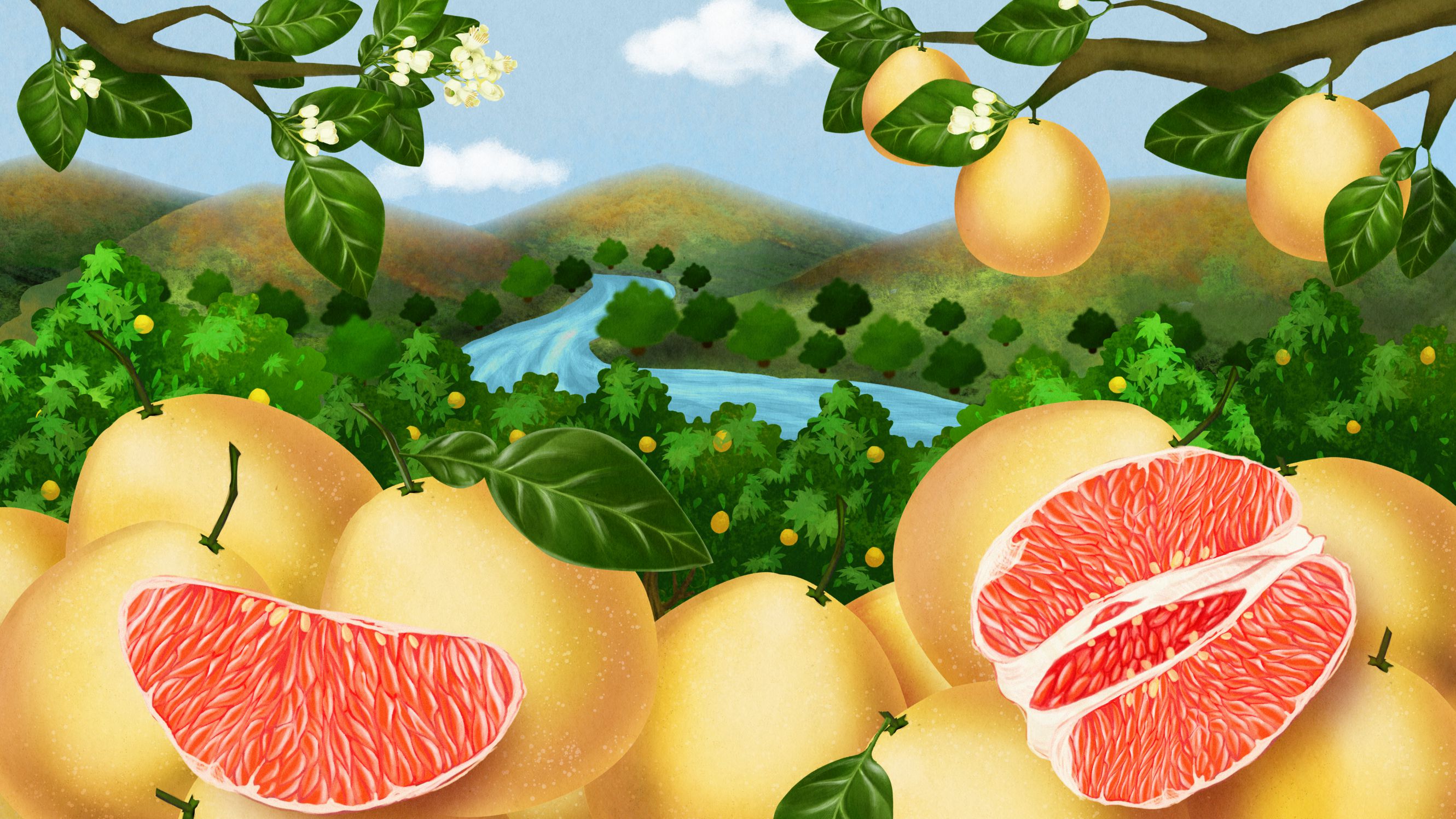 每年热销超1亿的红柚 | 一颗好柚&30年高山老树红