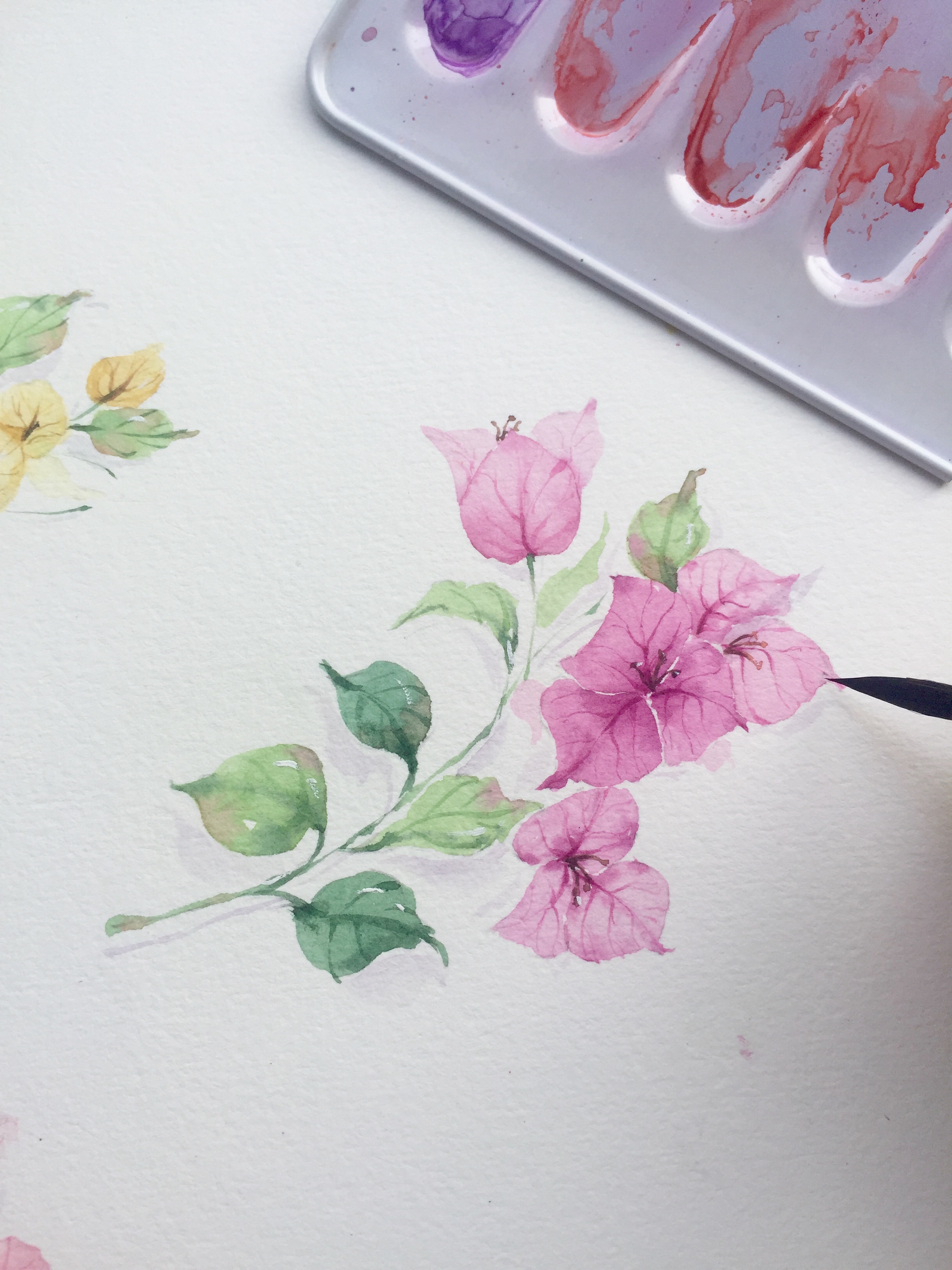 水彩花卉之三角梅