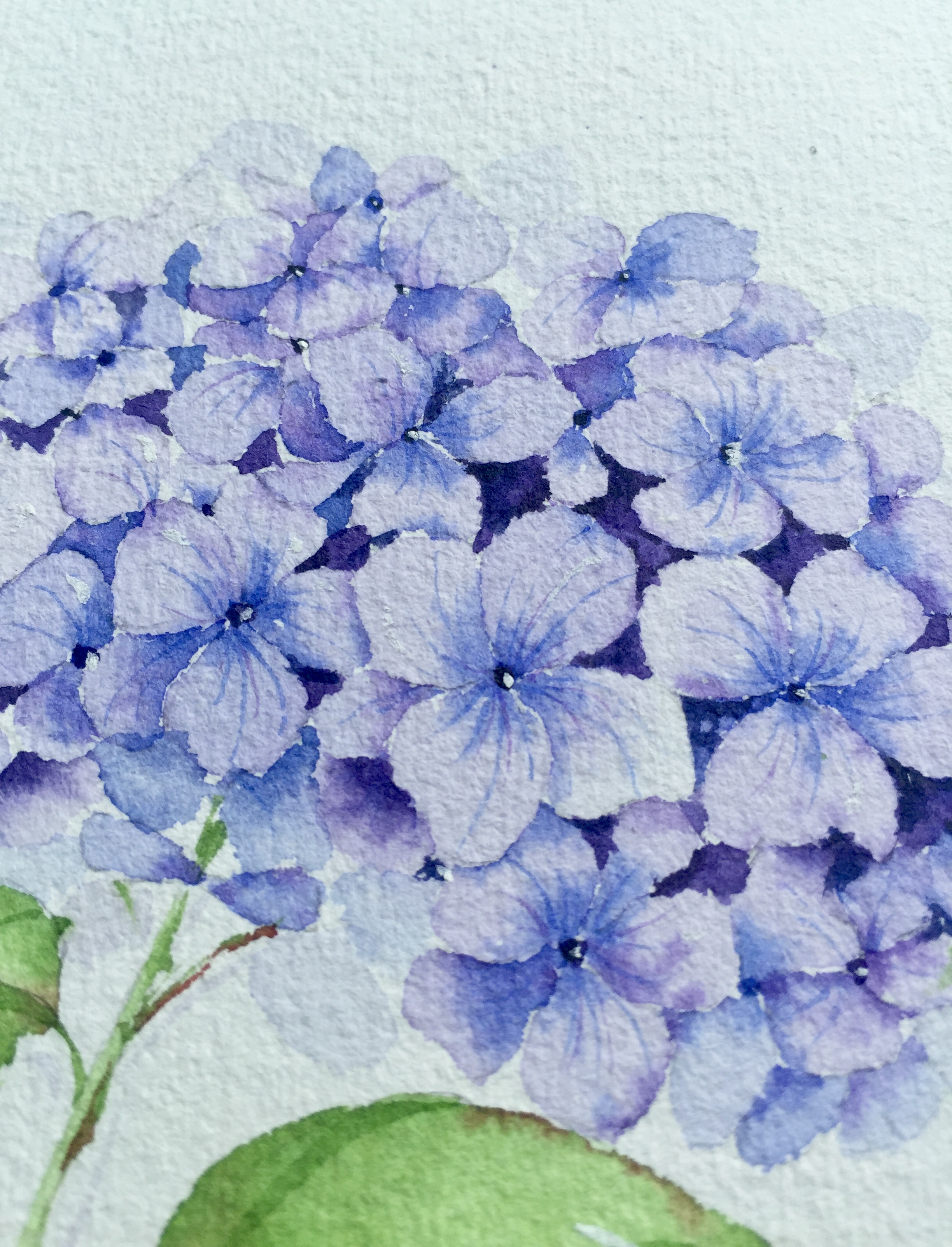 水彩花卉之绣球花评论关注云南省  |  昆明市绘画/插画师鹿小柒1.