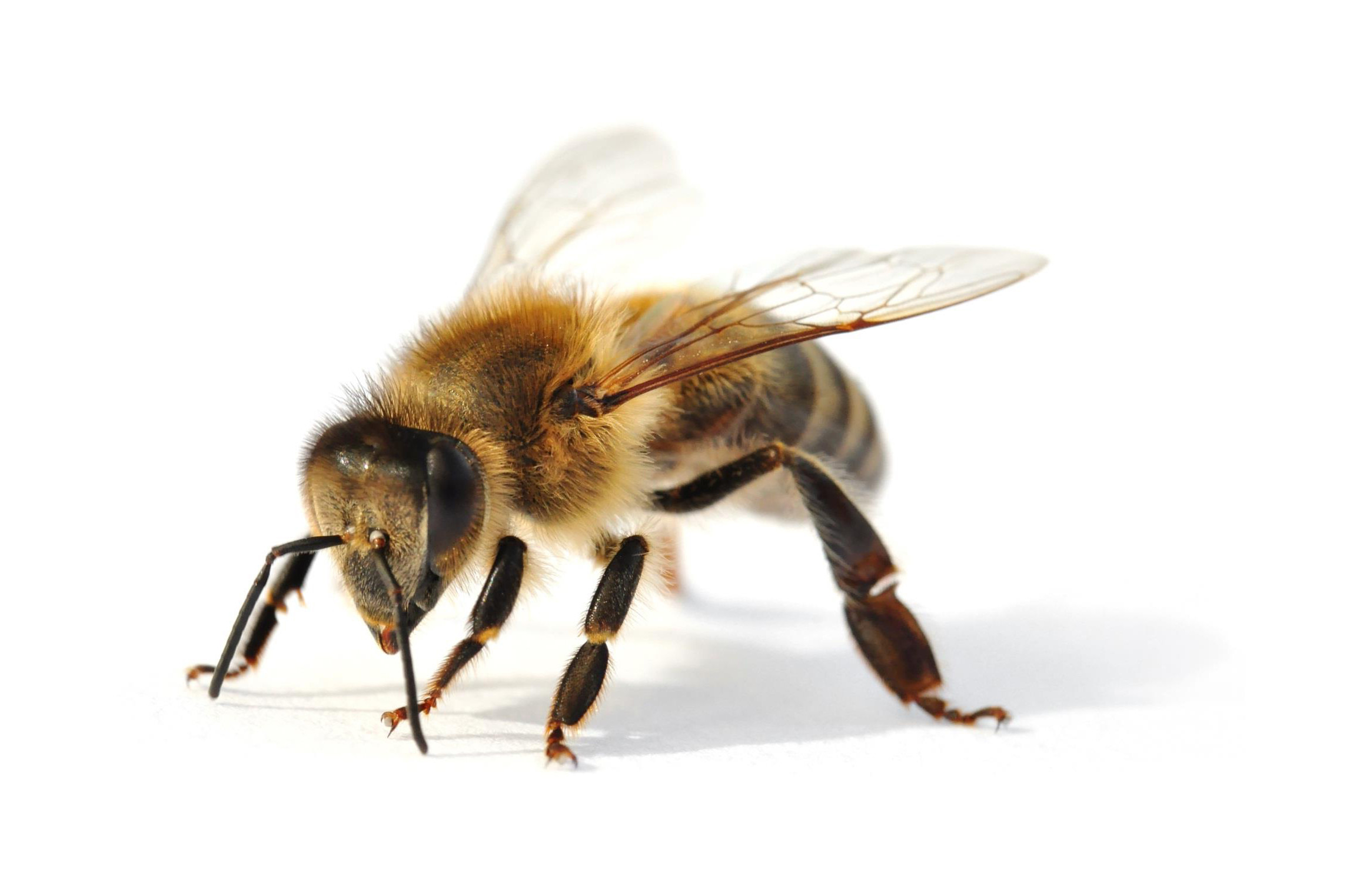 蜜蜂为社会性昆虫,由蜂王,雄蜂,工蜂等个体组成.